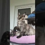 Видео 1 Magic