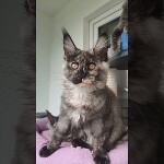 Видео 2 Magic
