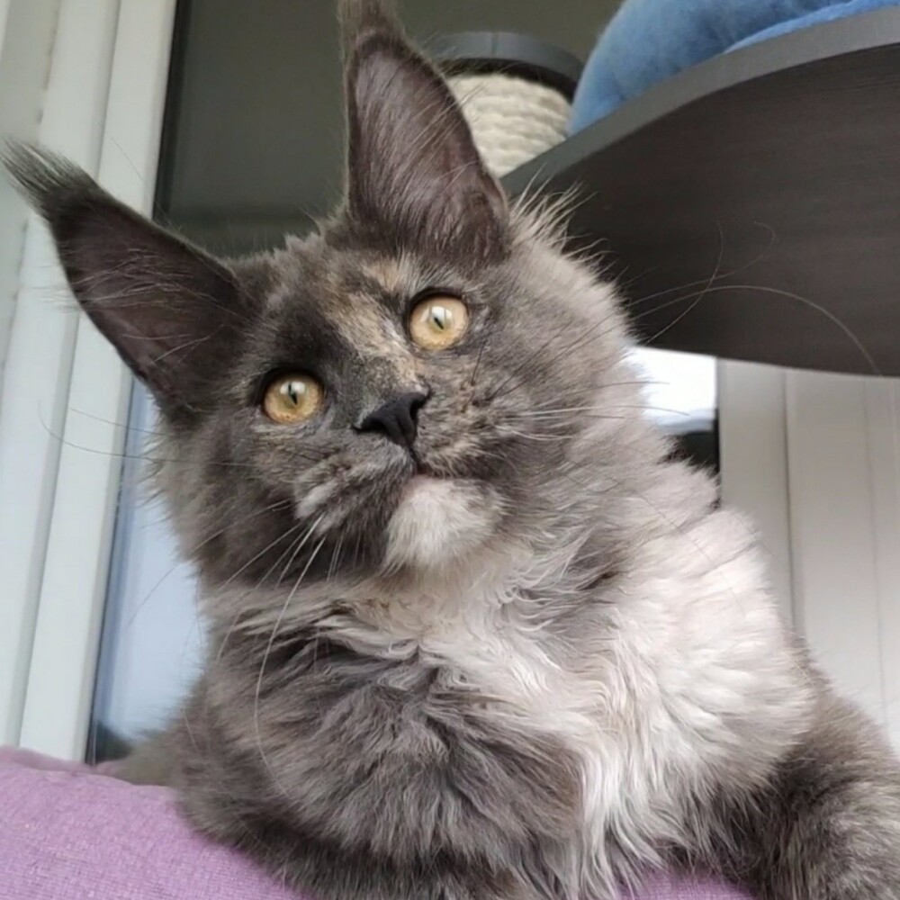 Котенок мейн-кун Malta StarPaws, окрас gs, помет M, 10.12.2020
