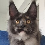 Котенок мейн-кун Malta StarPaws, окрас gs, помет M, 10.12.2020