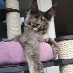 Котенок мейн-кун Malta StarPaws, окрас gs, помет M, 10.12.2020