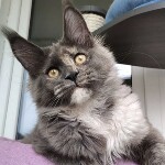 Котенок мейн-кун Malta StarPaws, окрас gs, помет M, 10.12.2020
