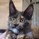 Котенок мейн-кун Malta StarPaws, окрас gs, помет M, 10.12.2020