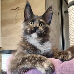 Котенок мейн-кун Malta StarPaws, окрас gs, помет M, 10.12.2020