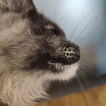 Котенок мейн-кун Malta StarPaws, окрас gs, помет M, 10.12.2020
