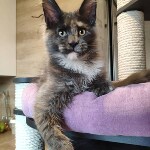 Котенок мейн-кун Malta StarPaws, окрас gs, помет M, 10.12.2020