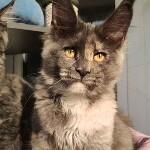 Котенок мейн-кун Malta StarPaws, окрас gs, помет M, 10.12.2020