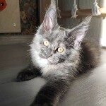 Котенок мейн-кун Malta StarPaws, окрас gs, помет M, 10.12.2020