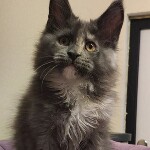 Котенок мейн-кун Malta StarPaws, окрас gs, помет M, 10.12.2020