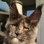 Котенок мейн-кун Malta StarPaws, окрас gs, помет M, 10.12.2020