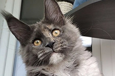 Котенок мейн-кун Malta StarPaws, окрас gs, помет M, 10.12.2020