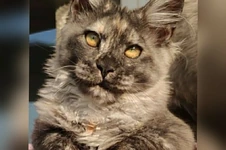 Котенок мейн-кун Misha StarPaws, окрас fs, помет M, 10.12.2020