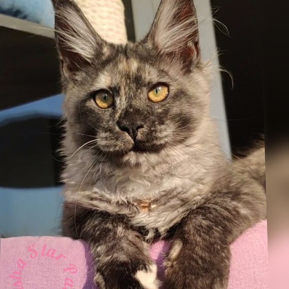 Котенок мейн-кун Misha StarPaws, окрас fs, помет M, 10.12.2020