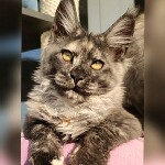 Котенок мейн-кун Misha StarPaws, окрас fs, помет M, 10.12.2020
