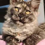 Котенок мейн-кун Misha StarPaws, окрас fs, помет M, 10.12.2020