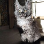Котенок мейн-кун Misha StarPaws, окрас fs, помет M, 10.12.2020