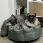 Котенок мейн-кун Misha StarPaws, окрас fs, помет M, 10.12.2020