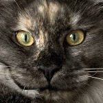 Котенок мейн-кун Misha StarPaws, окрас fs, помет M, 10.12.2020