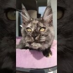 Видео 1 Misha