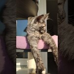 Видео 2 Misha