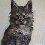 Видео 3 Misha