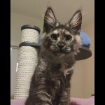 Видео 4 Misha