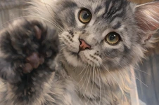 Котенок мейн-кун Maybach StarPaws, окрас ns 25, помет M1, 03.07.2024