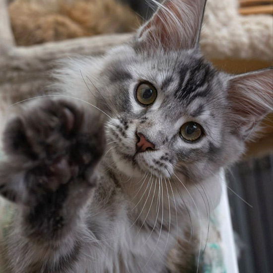 Котенок мейн-кун Maybach StarPaws, окрас ns 25, помет M1, 03.07.2024