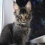 Котенок мейн-кун Milos StarPaws, окрас ns 25, помет M1, 03.07.2024