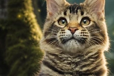 Котенок мейн-кун Moti StarPaws, окрас n 25, помет M1, 03.07.2024