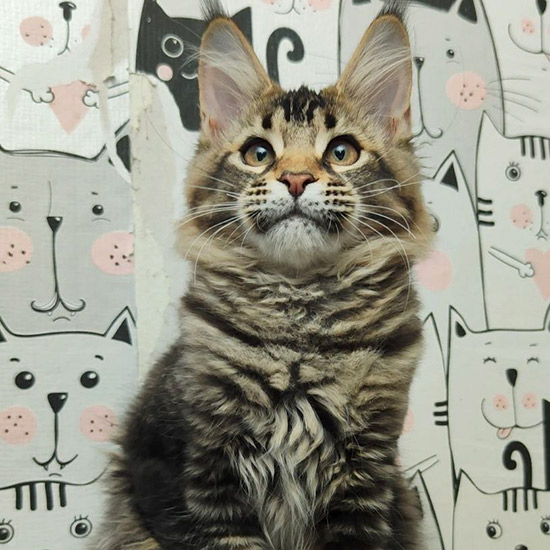 Котенок мейн-кун Moti StarPaws, окрас n 25, помет M1, 03.07.2024
