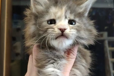 Котенок мейн-кун Naomi StarPaws, окрас gs 22, помет N, 09.02.2021