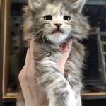 Котенок мейн-кун Naomi StarPaws, окрас gs 22, помет N, 09.02.2021