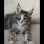 Видео 2 Naomi