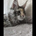 Видео 4 Naomi