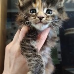 Котенок мейн-кун Neona StarPaws, окрас fs 22, помет N, 09.02.2021