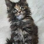 Котенок мейн-кун Neona StarPaws, окрас fs 22, помет N, 09.02.2021