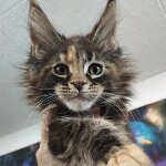 Котенок мейн-кун Neona StarPaws, окрас fs 22, помет N, 09.02.2021