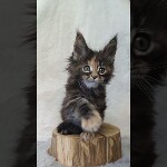 Видео 2 Neona