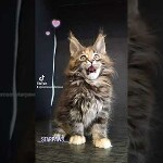 Видео 4 Neona