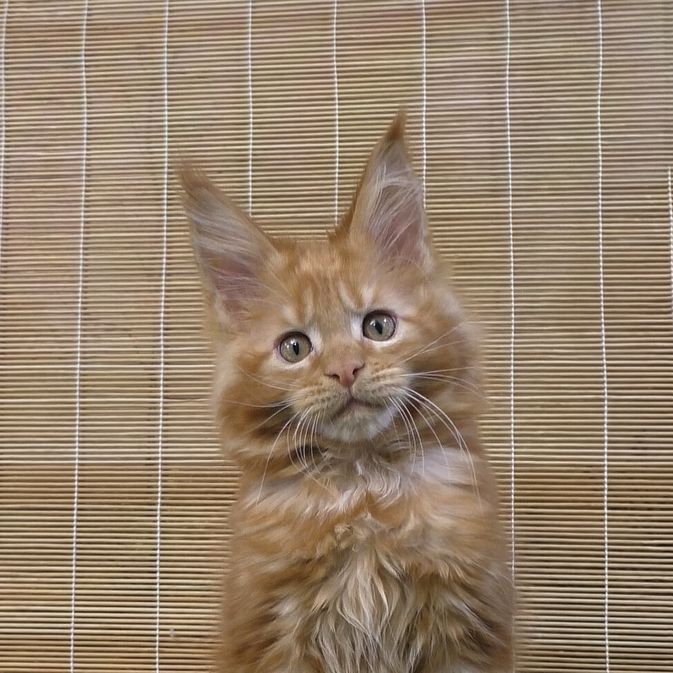 Котенок мейн-кун Nice StarPaws, окрас d 22, помет N, 09.02.2021