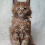Котенок мейн-кун Nice StarPaws, окрас d 22, помет N, 09.02.2021