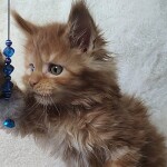 Котенок мейн-кун Nice StarPaws, окрас d 22, помет N, 09.02.2021