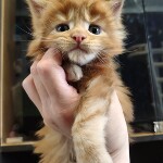 Котенок мейн-кун Nice StarPaws, окрас d 22, помет N, 09.02.2021