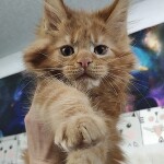 Котенок мейн-кун Nice StarPaws, окрас d 22, помет N, 09.02.2021