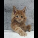 Видео 2 Nice