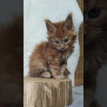 Видео 3 Nice