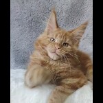 Видео 4 Nice