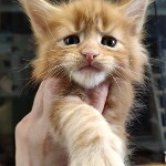 Котенок мейн-кун Nika StarPaws, окрас ds 22, помет N, 09.02.2021