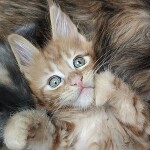 Котенок мейн-кун Nika StarPaws, окрас ds 22, помет N, 09.02.2021